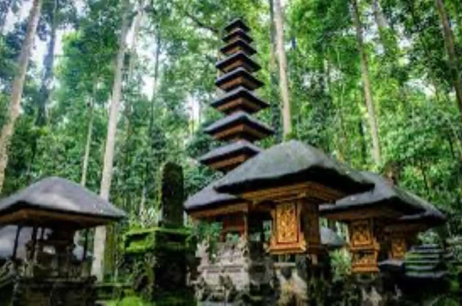 From north bali :Tanah Lot, sangeh forest & Ulun Danu Temple - Sangeh Monkey Forest: sacred monkeys and a name you can explain