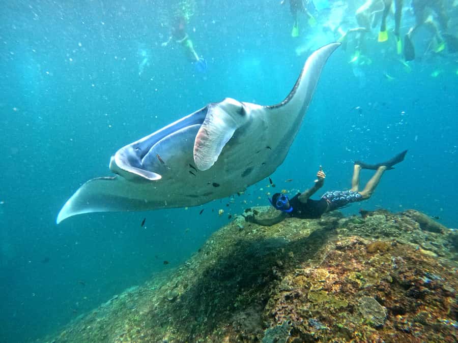 From Nusa Penida: 3 Spots Snorkeling Tour with Manta Rays - Key highlights at a glance