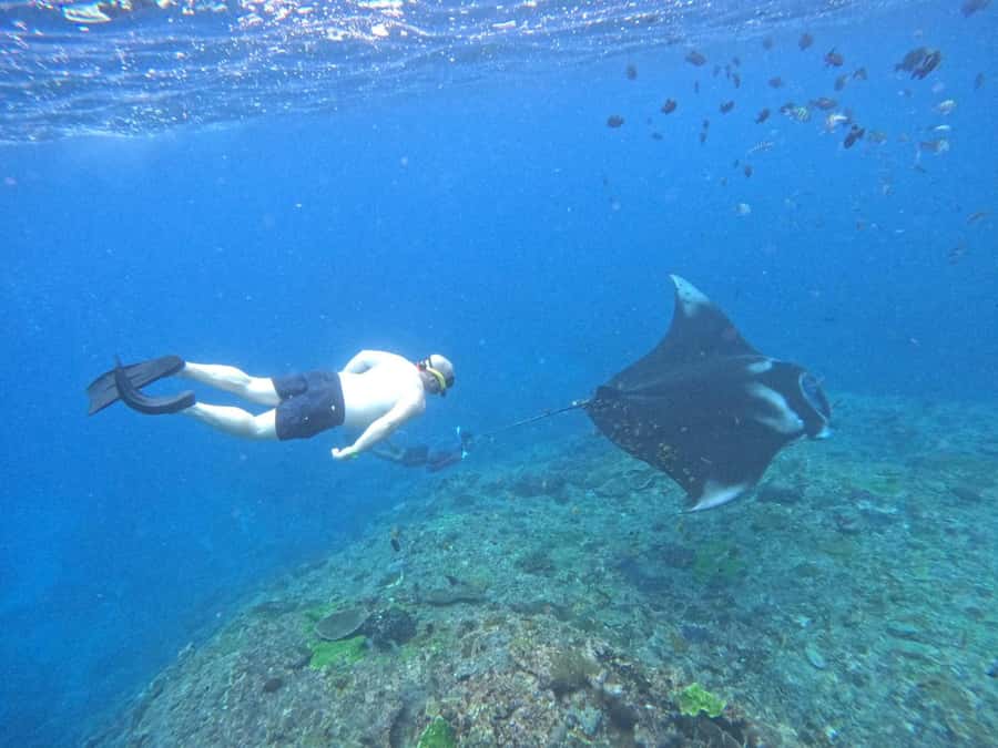 From Nusa Penida: 3 Spots Snorkeling Tour with Manta Rays - How Nusa Penida’s manta-ray day really works from Toya Pakeh