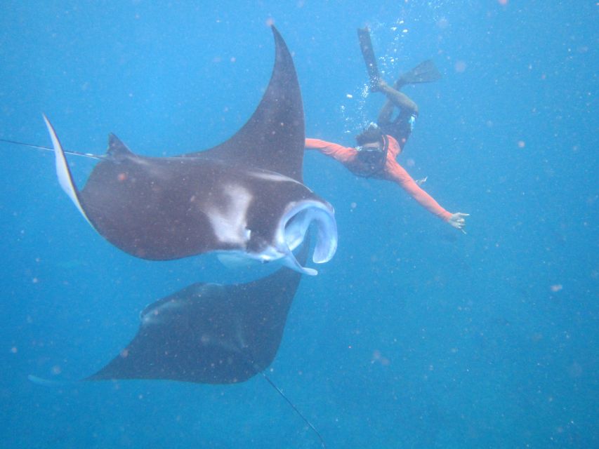 From Nusa Penida: 3 Spots Snorkeling Tour with Manta Rays - Mangrove Point snorkeling, then a mangrove tour for the other side of Penida