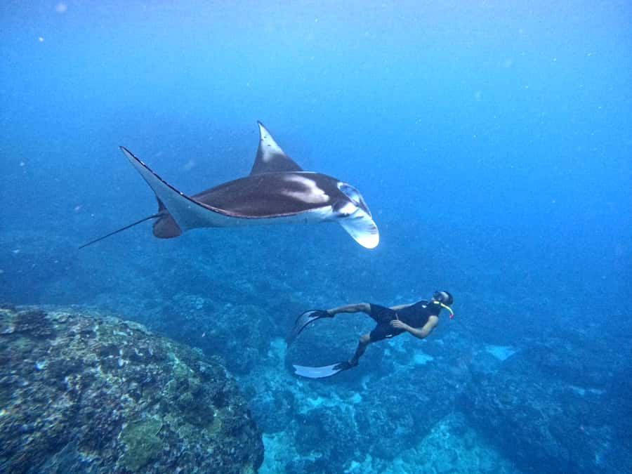 From Nusa Penida: 3 Spots Snorkeling Tour with Manta Rays - Price and value: what $48 gets you (and what it does not)
