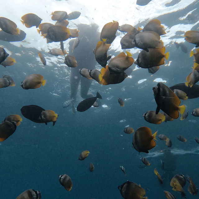 From Sanur : Snorkeling and Land Excursion at Nusa Penida - Who should book this Nusa Penida day tour from Sanur?