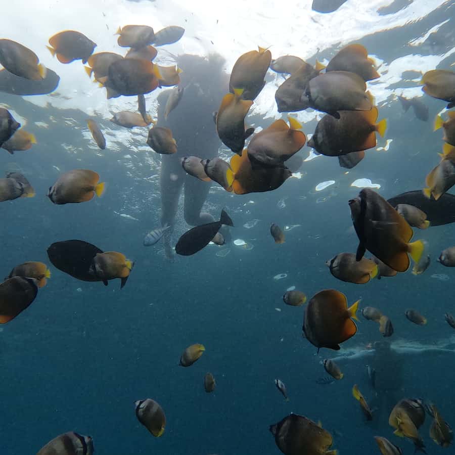 From Sanur : Snorkeling and Land Excursion at Nusa Penida - Lunch at Toya Pakeh Harbour: fuel before the viewpoints