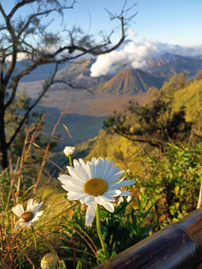 From Surabaya: Private 3-Day Mount Bromo Ijen Tour - Should You Book This Private Bromo and Ijen Tour?
