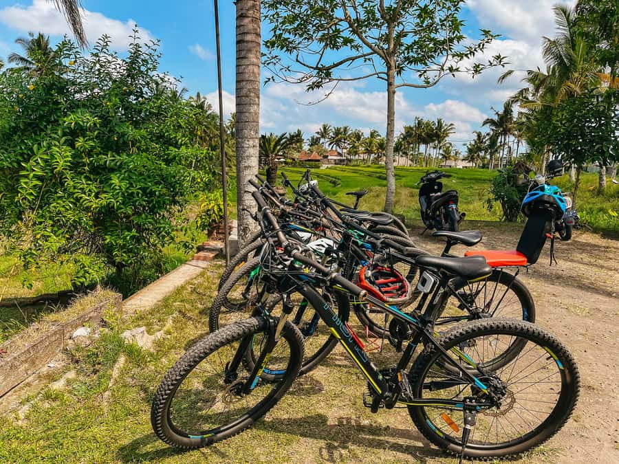 From Ubud: Downhill Bike Tour with Rice Terraces and Meal - The big idea: coasting downhill from Kintamani to Ubud