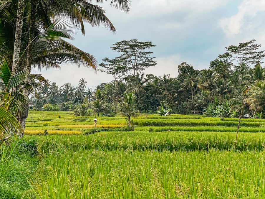 From Ubud: Downhill Bike Tour with Rice Terraces and Meal - Lunch in Ubud: the meal as part of the day, not a quick afterthought