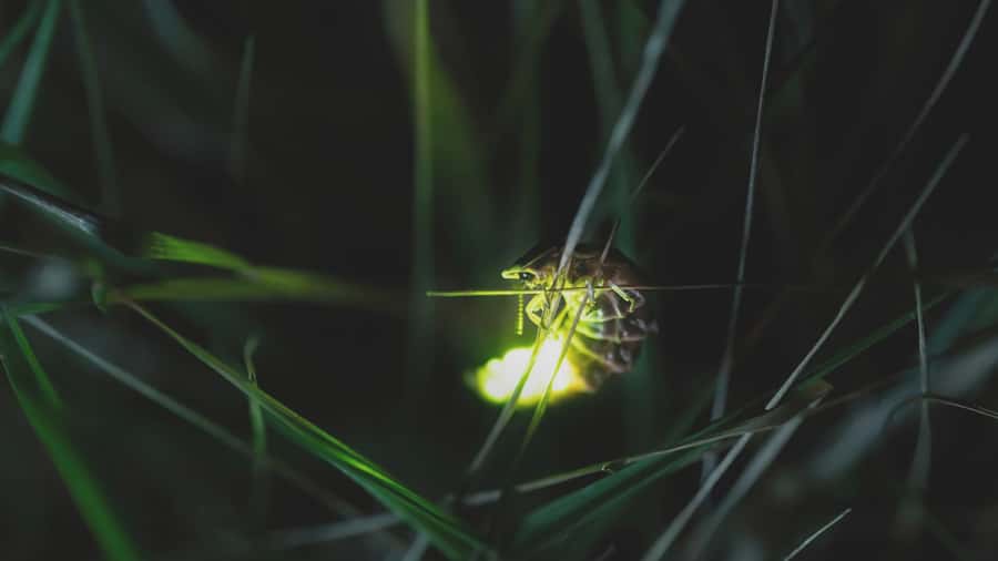 From Ubud: Evening Firefly Tour in Taro Village - Key highlights you can count on