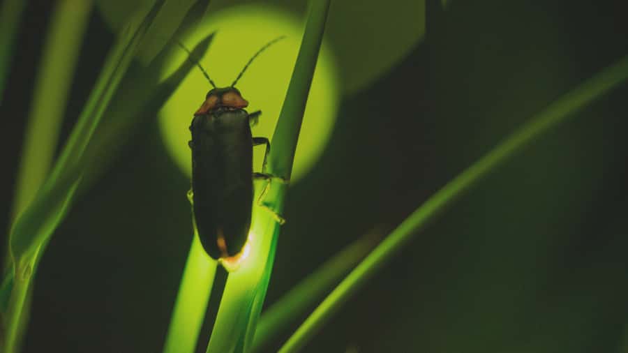 From Ubud: Evening Firefly Tour in Taro Village - Price and Value: Is $29 Worth It in Real Terms?