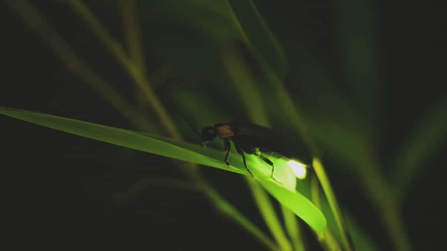 From Ubud: Evening Firefly Tour in Taro Village - Taman Dukuh Agroforestry: What the Organic Farm Walk Really Teaches