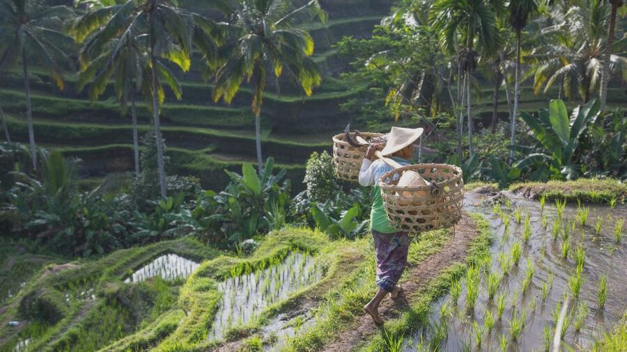 From Ubud: Evening Firefly Tour in Taro Village - Dinner on the Farm: The Meal Is Part of the Story