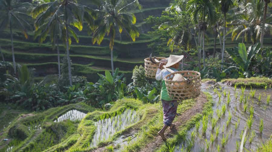 From Ubud: Evening Firefly Tour in Taro Village - A Traditional Balinese Home Compound: Hierarchy, Rules, and Family Layout