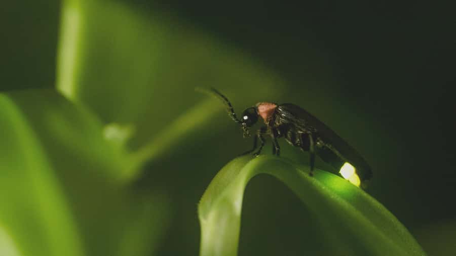 From Ubud: Evening Firefly Tour in Taro Village - The Subak Irrigation Walk: Bali’s Famous System, Explained in the Dark