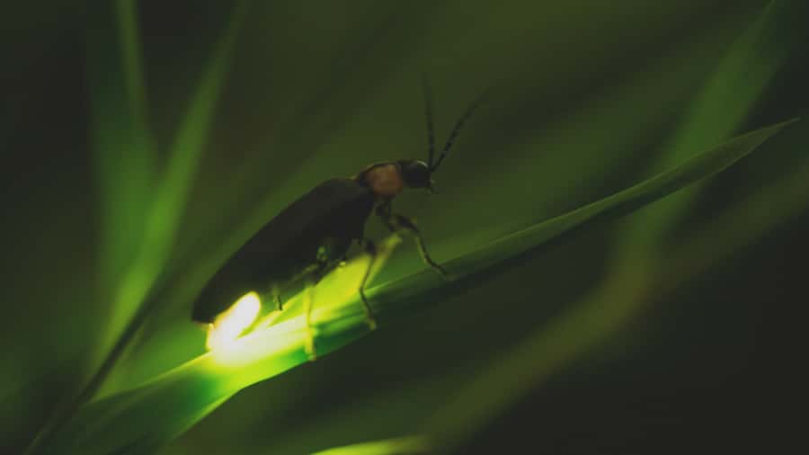 From Ubud: Evening Firefly Tour in Taro Village - Firefly Time: When the Lights Show Up, and How to Get the Best Odds