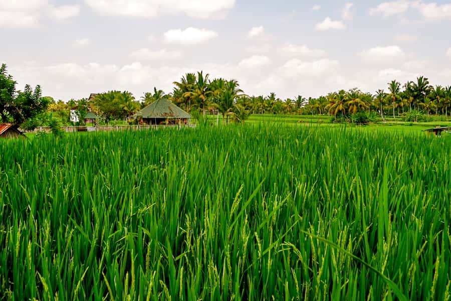 From Ubud: Evening Firefly Tour in Taro Village - Night-Walk Practicalities, Including Boots and Repellent