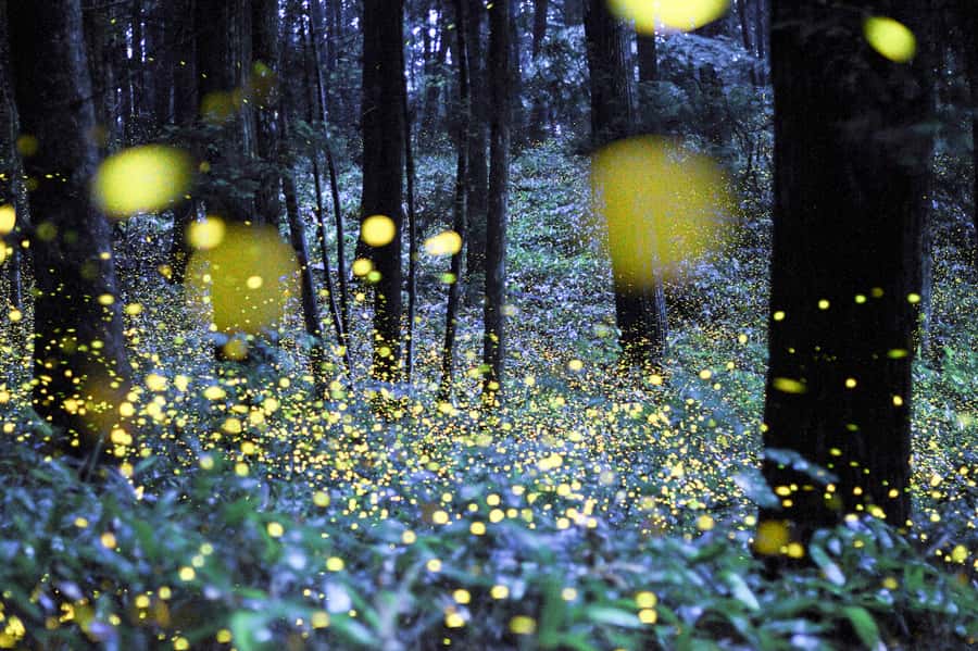 From Ubud: Evening Firefly Tour in Taro Village - Getting from Ubud to Taro Village, and What You Need to Know