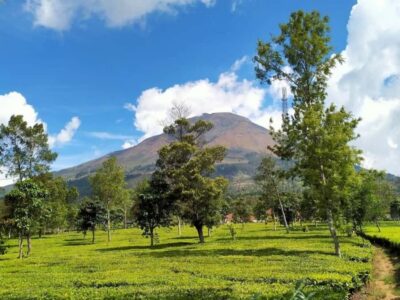 Dieng Tour, Golden Sunrise & Tea Plantation