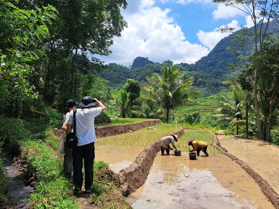 From Yogyakarta: Hidden Waterfall & Selogriyo Rice Terraces - Why This Full-Day Java Mix Works Better Than Temple-Only Days