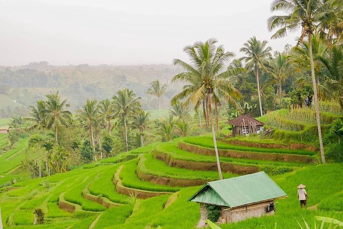 Full-Day Private North Bali Tour with Free WiFi - Pickup, ride comfort, and the practical stuff that saves your day