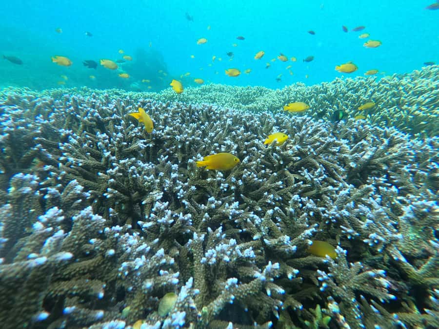 Gili Air Share Snorkeling Tour With GOPRO Documentation - Lunch on the beach: included time, not included food