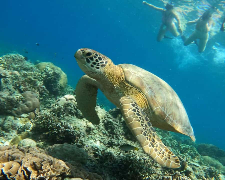 Gili Air : Sharing Snorkeling Tour + Gopro Shooting - Key points I’d use to plan your day