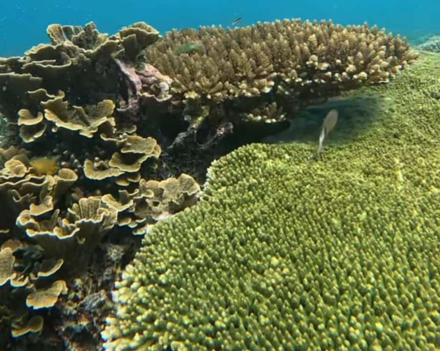 Gili Air : Sharing Snorkeling Tour + Gopro Shooting - Gear, safety, and snorkeling rules that keep it fun