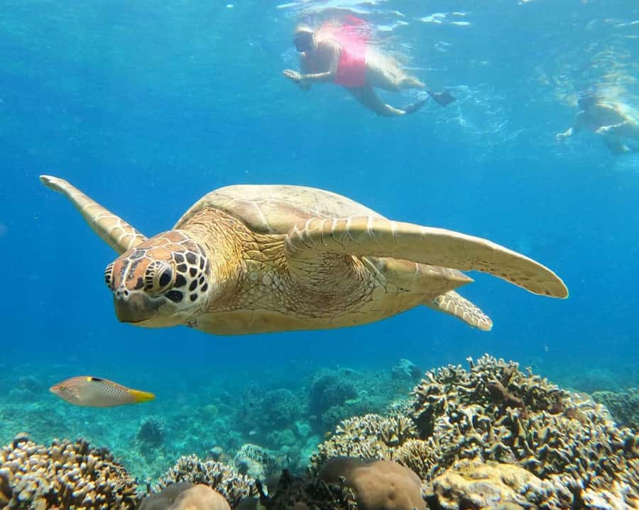 Gili Air : Sharing Snorkeling Tour + Gopro Shooting - The tour pace: 30-minute snorkels, then 1.5 hours on Gili Meno