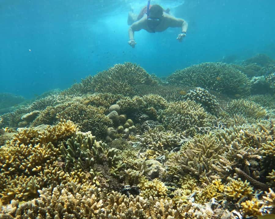Gili Air : Sharing Snorkeling Tour + Gopro Shooting - Stop 1 and 2 on Gili Meno: Turtle Point plus the underwater BASK Nest statue