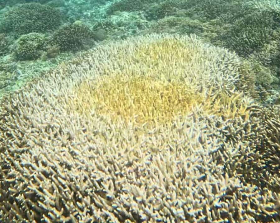 Gili Air : Sharing Snorkeling Tour + Gopro Shooting - GoPro underwater photo and video sharing: how to get the most from it