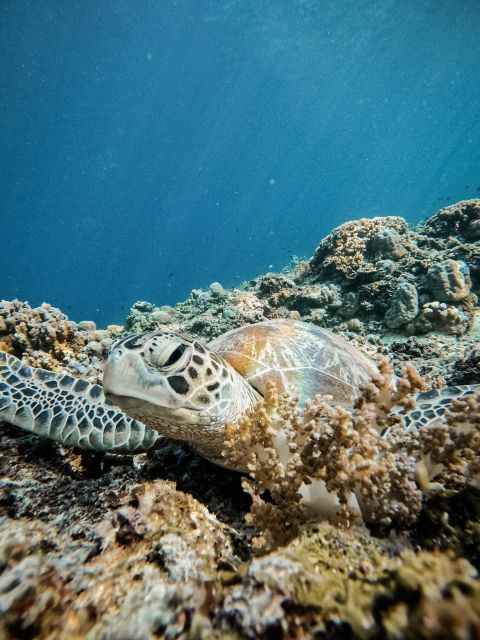 Gili Islands: Group or Private Snorkeling Tour with GoPro - Getting started at Sama-Sama Reggae Bar, without wasting time