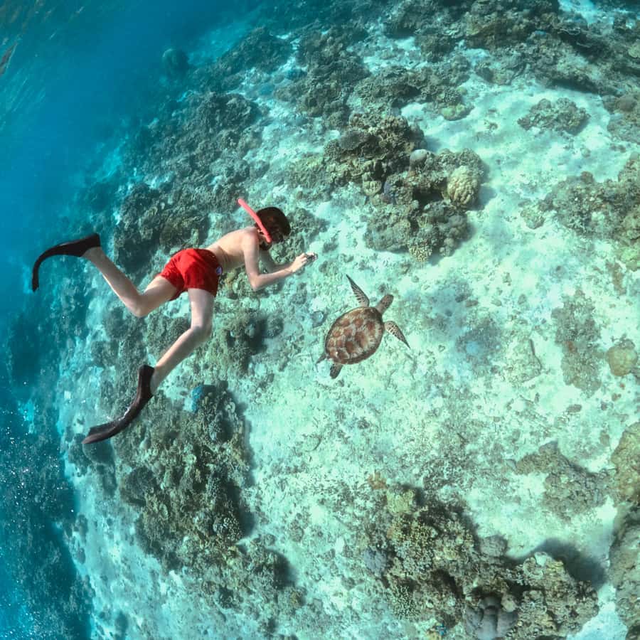 Gili Islands: Private or Shared Snorkeling Boat Trip - Turtles and Underwater Statues, on a Boat Built for Snorkeling
