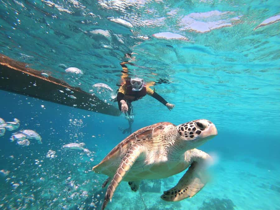 Gili Islands: Private or Shared Snorkeling Boat Trip - How Pickup and Meeting Points Work (Lombok vs Gili Islands)