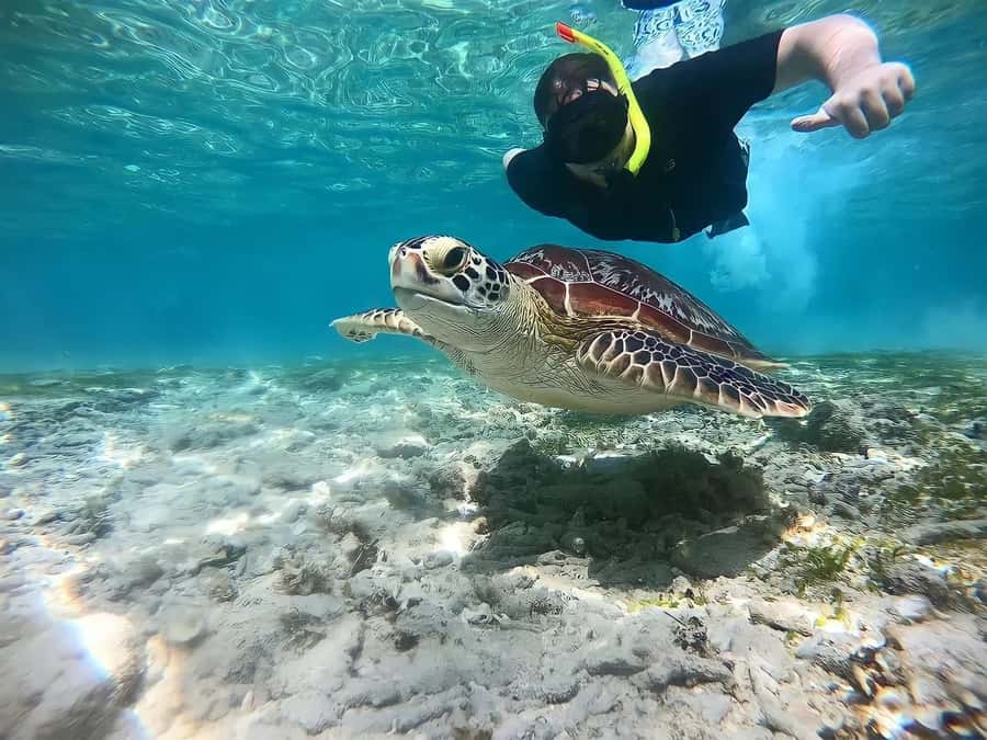 Gili Islands: Private Snorkeling Boat Tour with Local Guide - Key highlights before you go