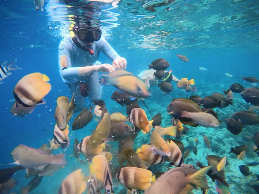 Gili Islands: Private Snorkeling Boat Tour with Local Guide - Gili Meno: the coral garden feel and secluded snorkel spots