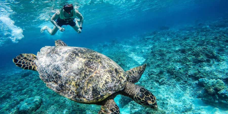 Gili Islands: Underwater Statues Cruise and Snorkeling - The snorkeling route: statues, turtles, then reef variety