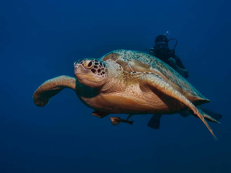Gili Meno: Discover Scuba Diving for the first time - Who Should Book This, and Who Should Skip It