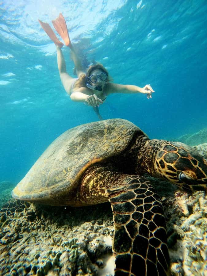 Gili Snorkeling Tour With GO PRO Documentation - Turtle Point sea turtles, the kind of moment you plan for