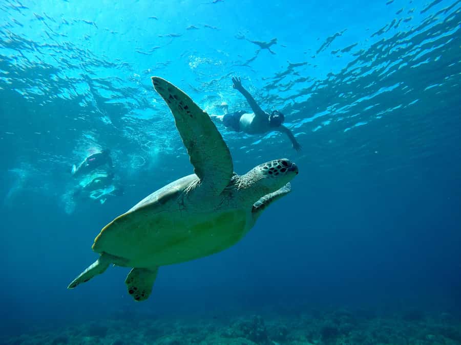 Gili SUNSET Snorkeling Tour With GOPRO Documentation - What’s Included Underwater: Gear, Life Jackets, and a Guide Who Leads