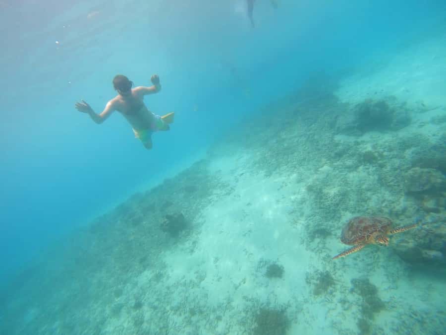 Gili T Island: Gili Snorkeling Day Trip Swim With Turtles - Key highlights at a glance