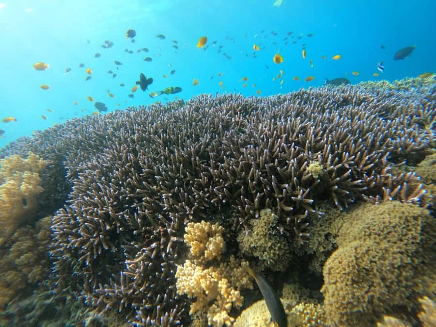 Gili T Island: Gili Snorkeling Day Trip Swim With Turtles - Snorkeling with turtles, what you should actually expect