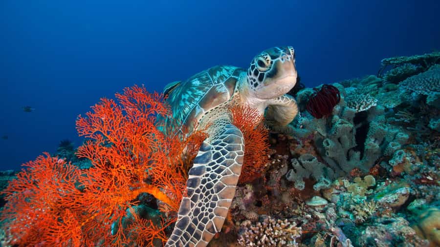 Gili Trawangan: 3-Gili Islands Snorkel Sunset Cruise w/ BBQ - Key highlights you will actually care about