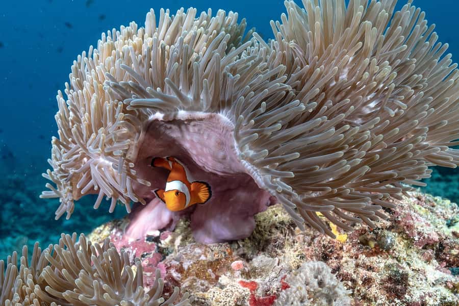 Gili Trawangan : Discovery Scuba Diving - What to Do Before You Go to Feel Confident