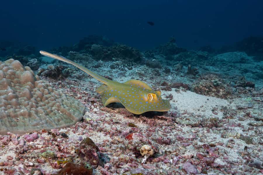 Gili Trawangan : Discovery Scuba Diving - Pool Training That Actually Prepares You