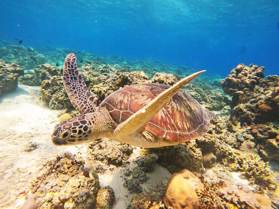 Gili Trawangan: Gili Islands Sunset Boat Tour and Snorkeling - Why a sunset snorkeling format works on Gili Trawangan
