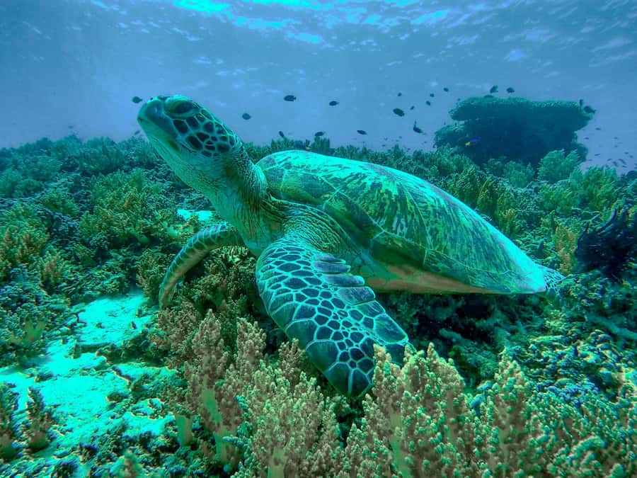 Gili Trawangan: Gili Islands Sunset Boat Tour and Snorkeling - Stop 2: Turtle Point snorkeling for up-close sea turtle time