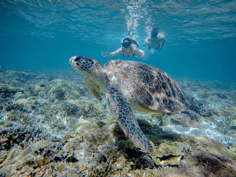 Gili Trawangan : Half Day Snorkeling with Turtle and Statue - Gili Meno’s underwater statues: art you swim through
