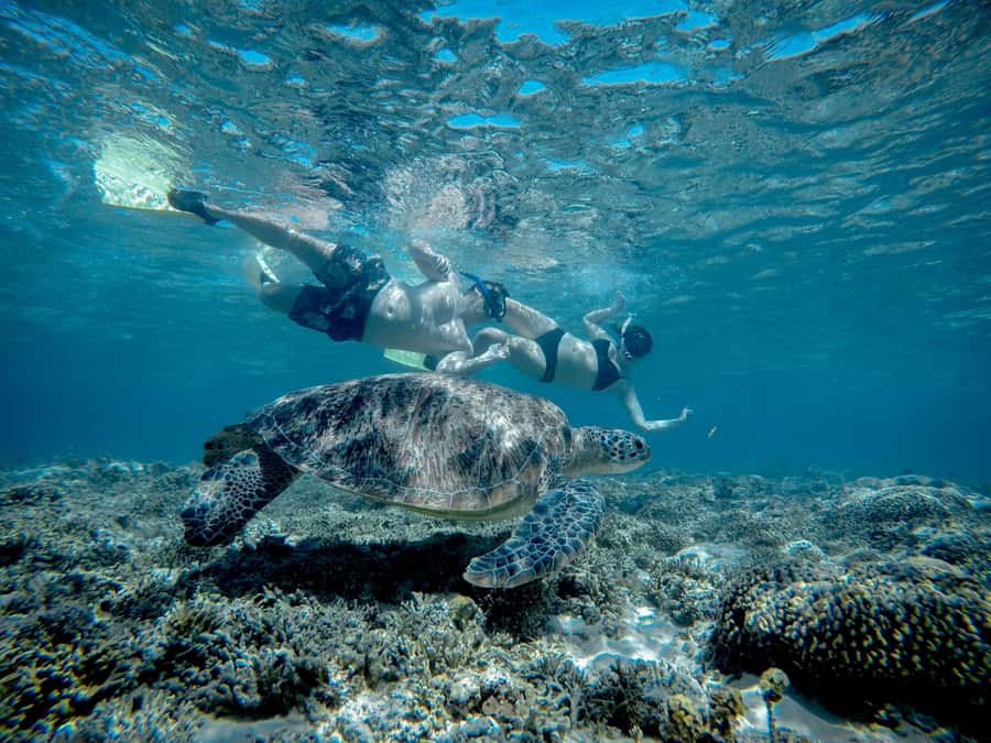 Gili Trawangan : Half Day Snorkeling with Turtle and Statue - Turtle Point snorkel stop: how to make turtle chances count