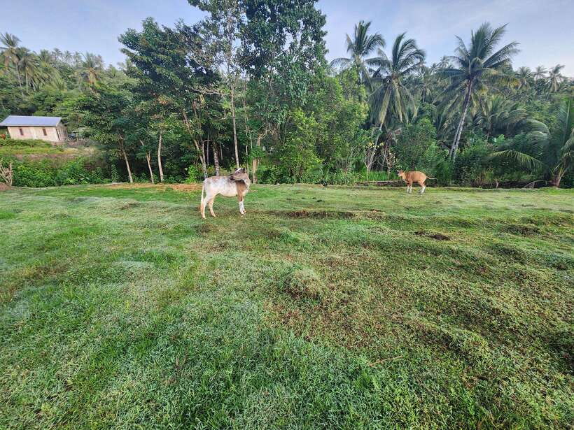 Gili Trawangan: Magic Mushroom Tour with Jungle Breakfast - Why the farmers’ agricultural culture is the real takeaway
