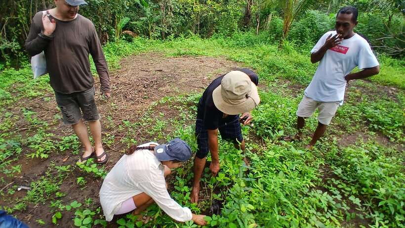 Gili Trawangan: Magic Mushroom Tour with Jungle Breakfast - Cow pasture mushroom viewing: the science-y part that still feels grounded