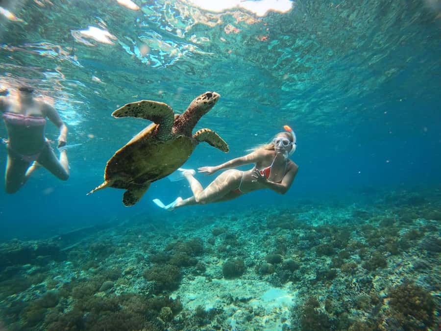 Gili Trawangan: Private Snorkeling 4 Spots Turtle with Gopro - Glass-bottom boat and timing, so you do not just sit