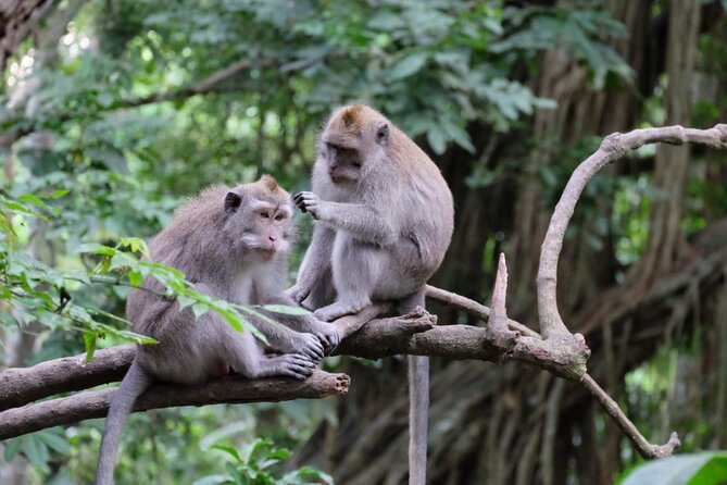 Goa Gajah / Elephant Cave Temple And Ubud Tour - All Inclusive - Sacred Monkey Forest Sanctuary: 700 Macaques and Temple Stops